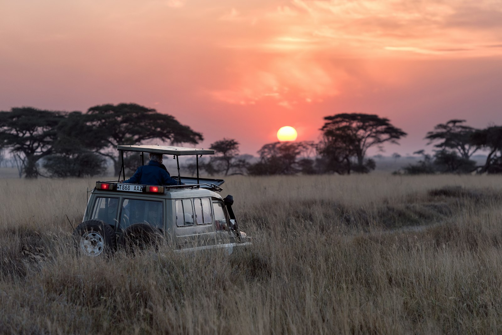 Night safari
