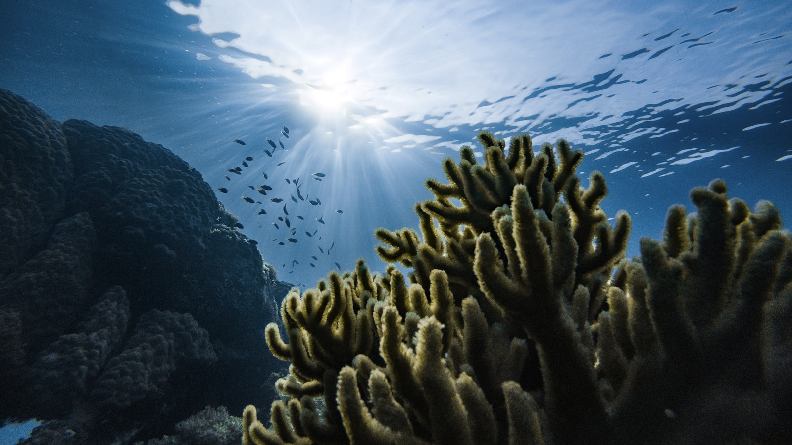 Underwater World of Pattaya