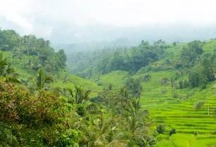 Explore The Hills Of Munnar